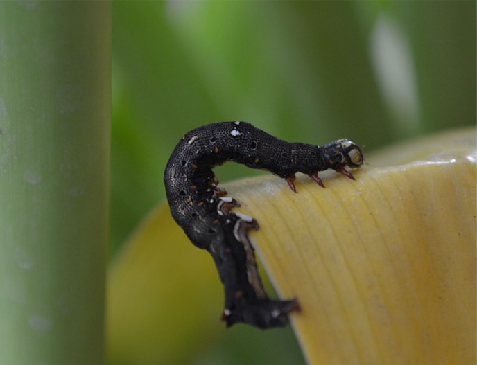 Caterpillar in the plant