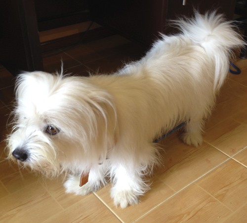 What Every Owner Needs to Know – Dog Training Tips