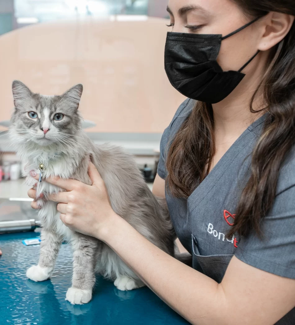 Health issue human can get from cat poop Cebu Image