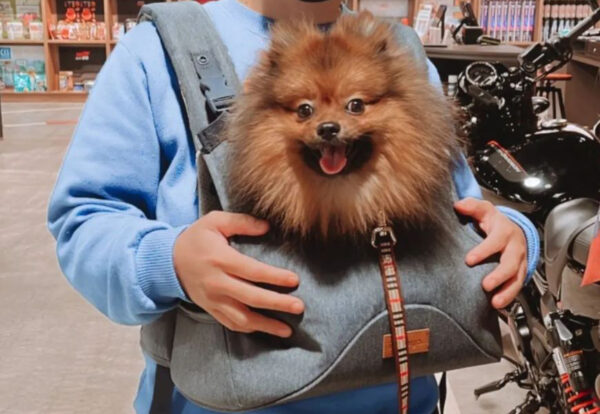 Hugpack Ibiyaya Front Dog Carrier Backpack, Best Puppy-Small Dog Chest Carrier for Walking, Shopping and Dining - Image 3