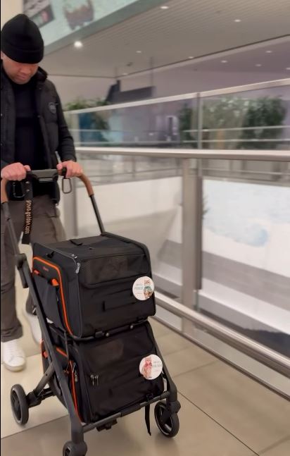 @two.golden.cats on the way to Counter at the airport