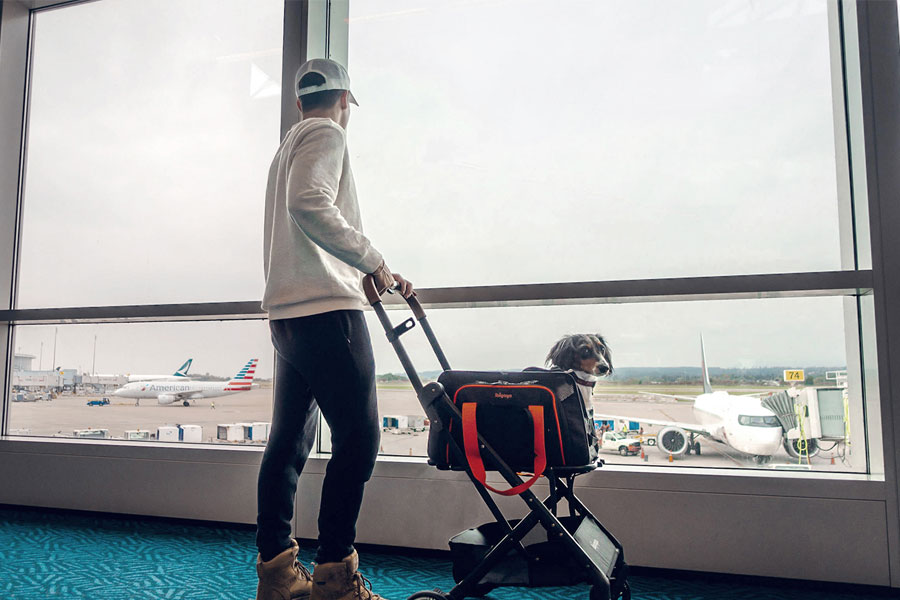 Air Canada ang United Airlines Approved Puppy Carrier