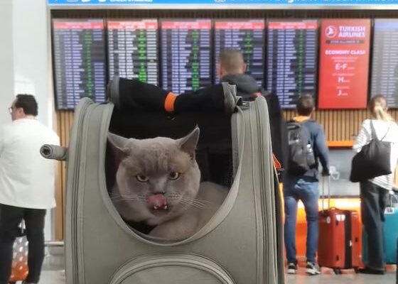 Cat Carrier for Airplane