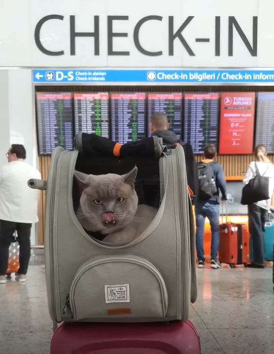 Cat Carrier for Airplane