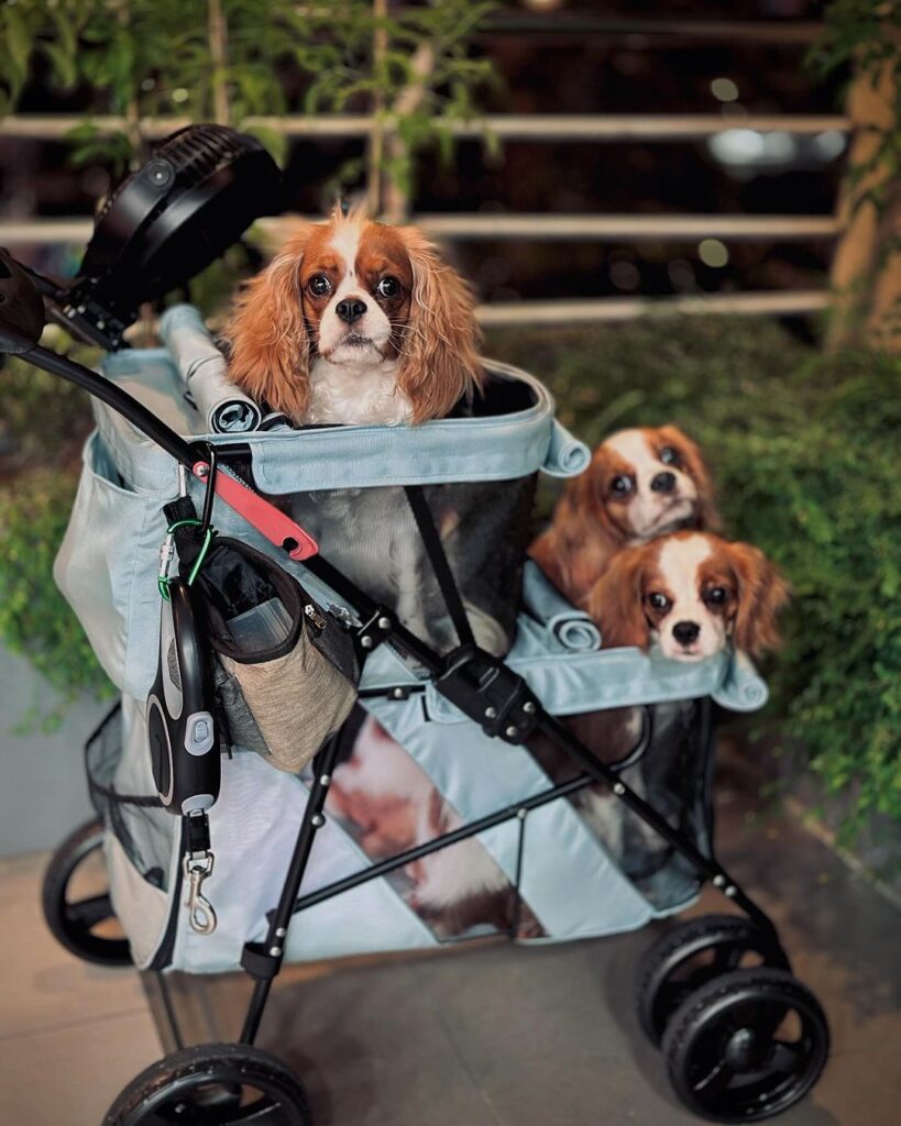 Three pet stroller for small dogs or puppies
