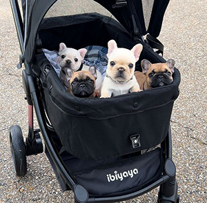 Do Puppies Grieve Their Owners After Rehoming? Cute Puppies France Bulldog