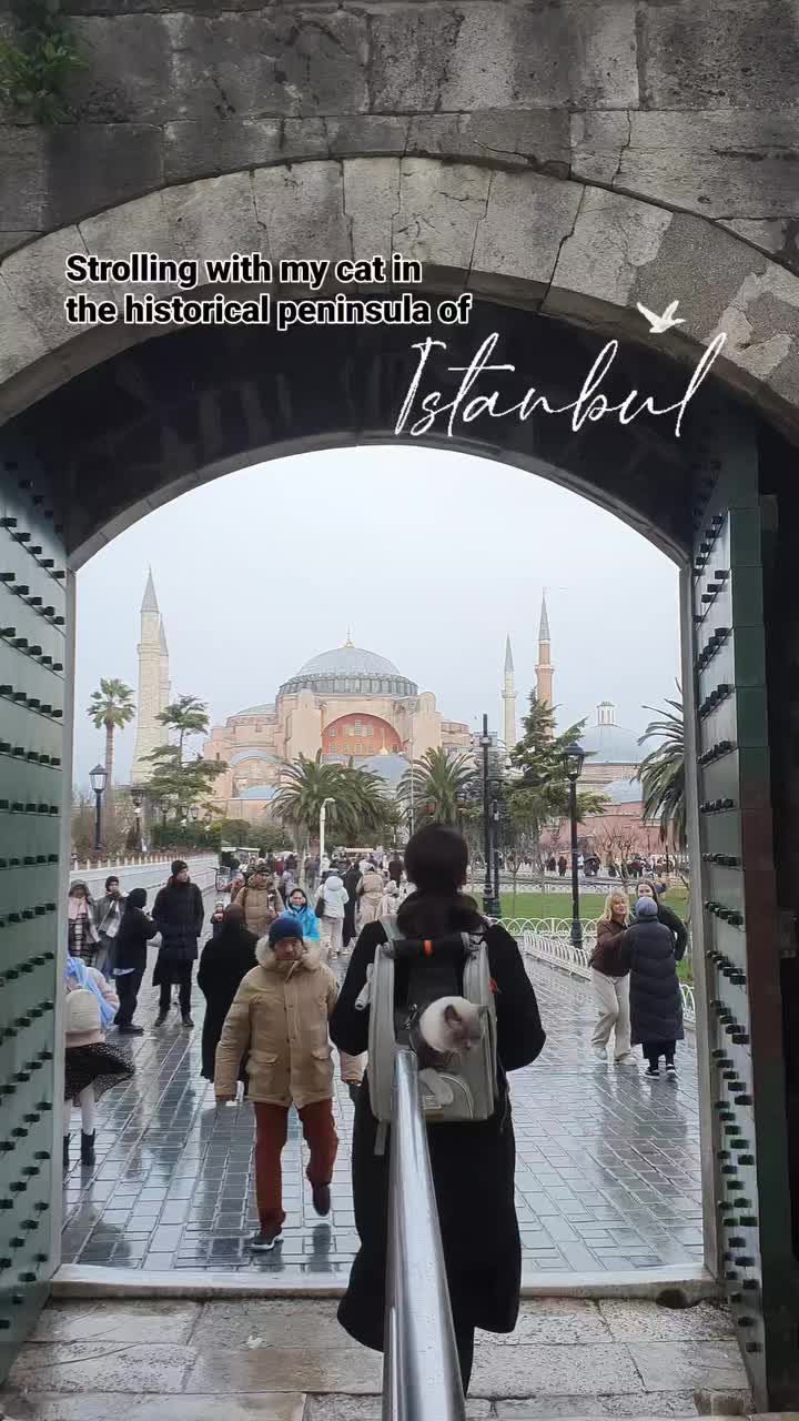 pamirthecat on their visit to Istanbul, Turkey